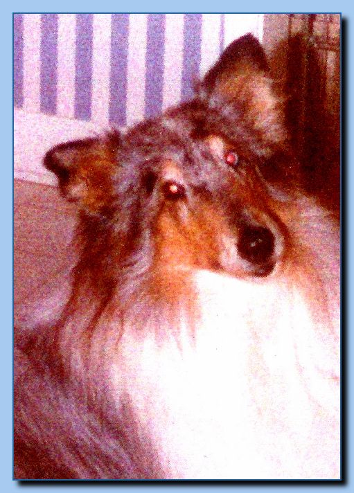 1-63 animal portrait-0002